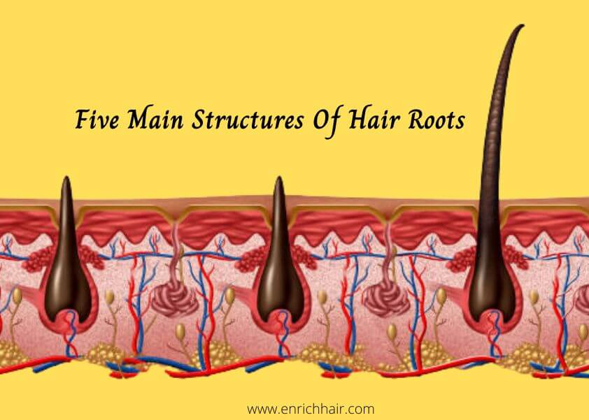 Five Main Structures Of Hair Roots